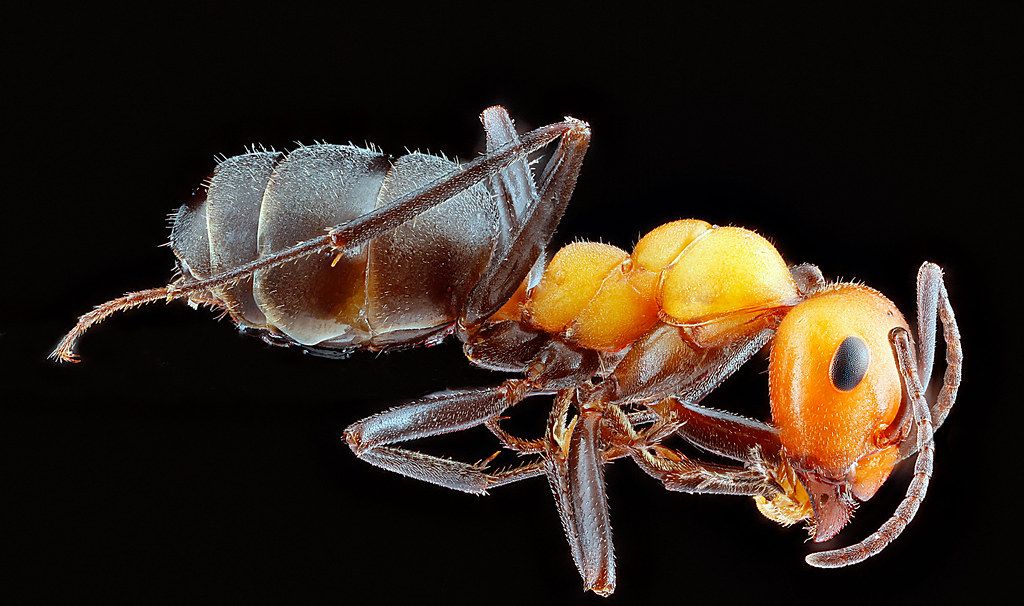 Ant Control service in Oceanside, CA