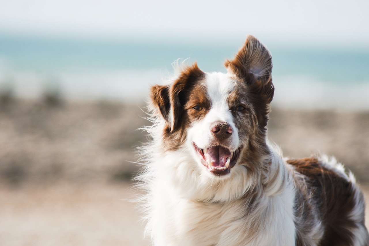 Flea & Tick Control service in Oceanside, CA