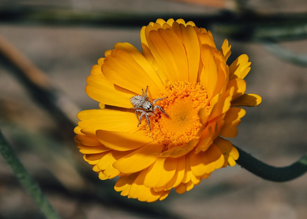 Spider Control service in Oceanside, CA